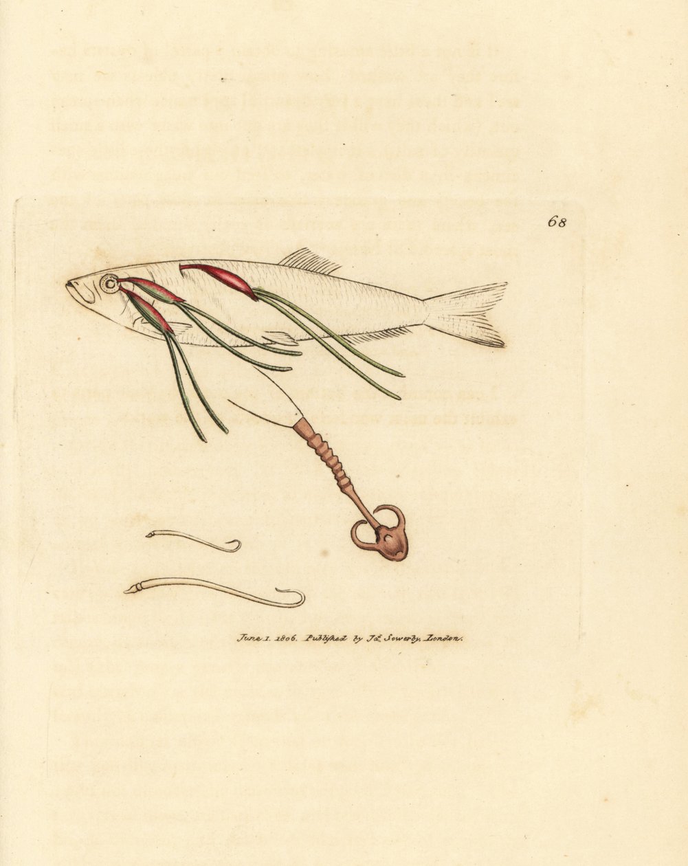 Bir spreyin gözünde kanla beslenen kopepod paraziti, Lernaeenicus sprattae (Lernaea sprattae). Ve bir istiridye kabuğunda bulunan başka bir garip solucan. The British Miscellany'den James Sowerby'nin el boyaması bakır levha gravürü veya yeni, nadir by James Sowerby