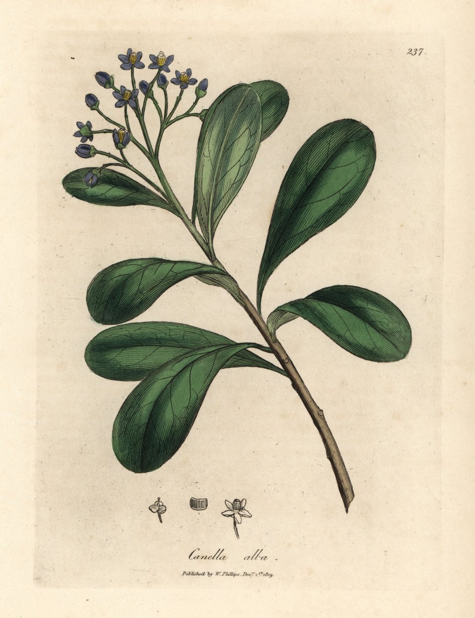 Mavi çiçekli, defne yapraklı canella, Canella alba, Canella winterana by James Sowerby