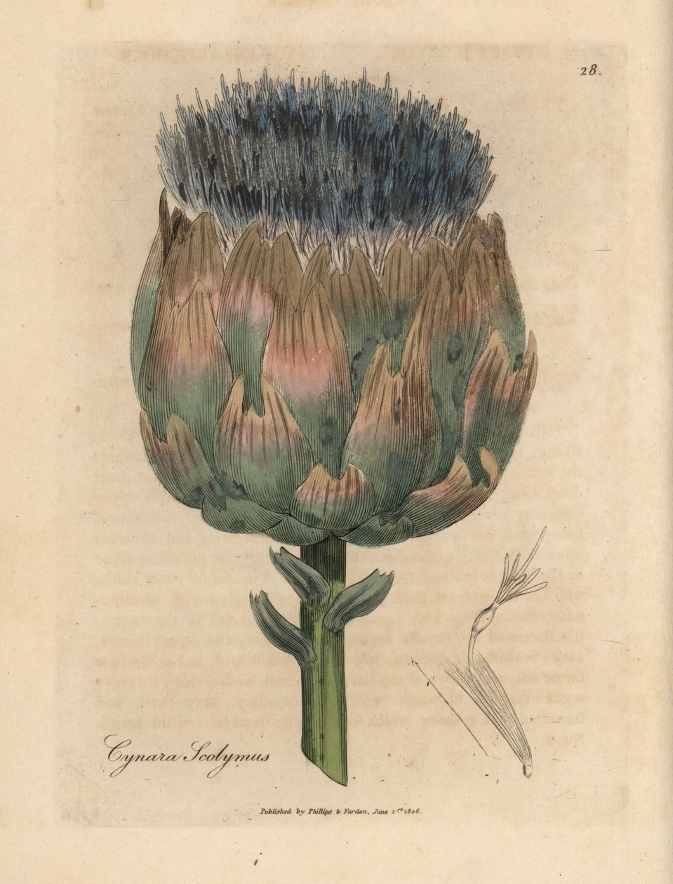 Mavi ve mor çiçekli enginar, Cynara scolymus by James Sowerby