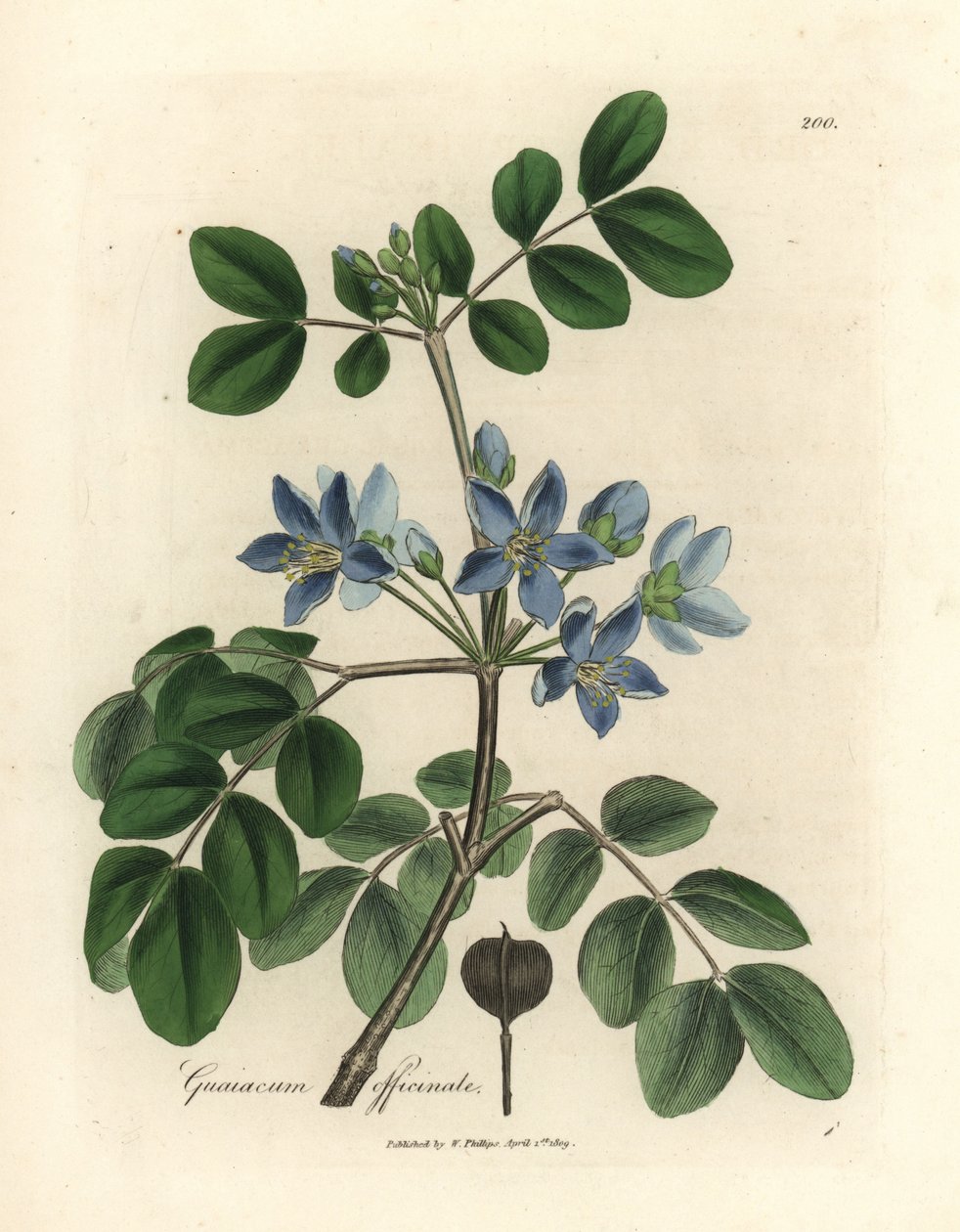 Mavi çiçekli Guaiacum officinale by James Sowerby