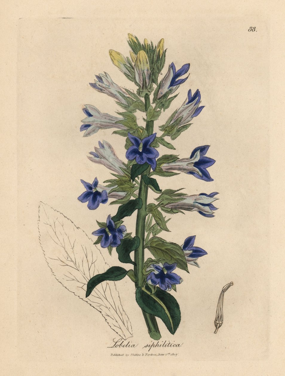 Mavi çiçekli lobelia veya kardinal çiçek, Lobelia siphilitica by James Sowerby