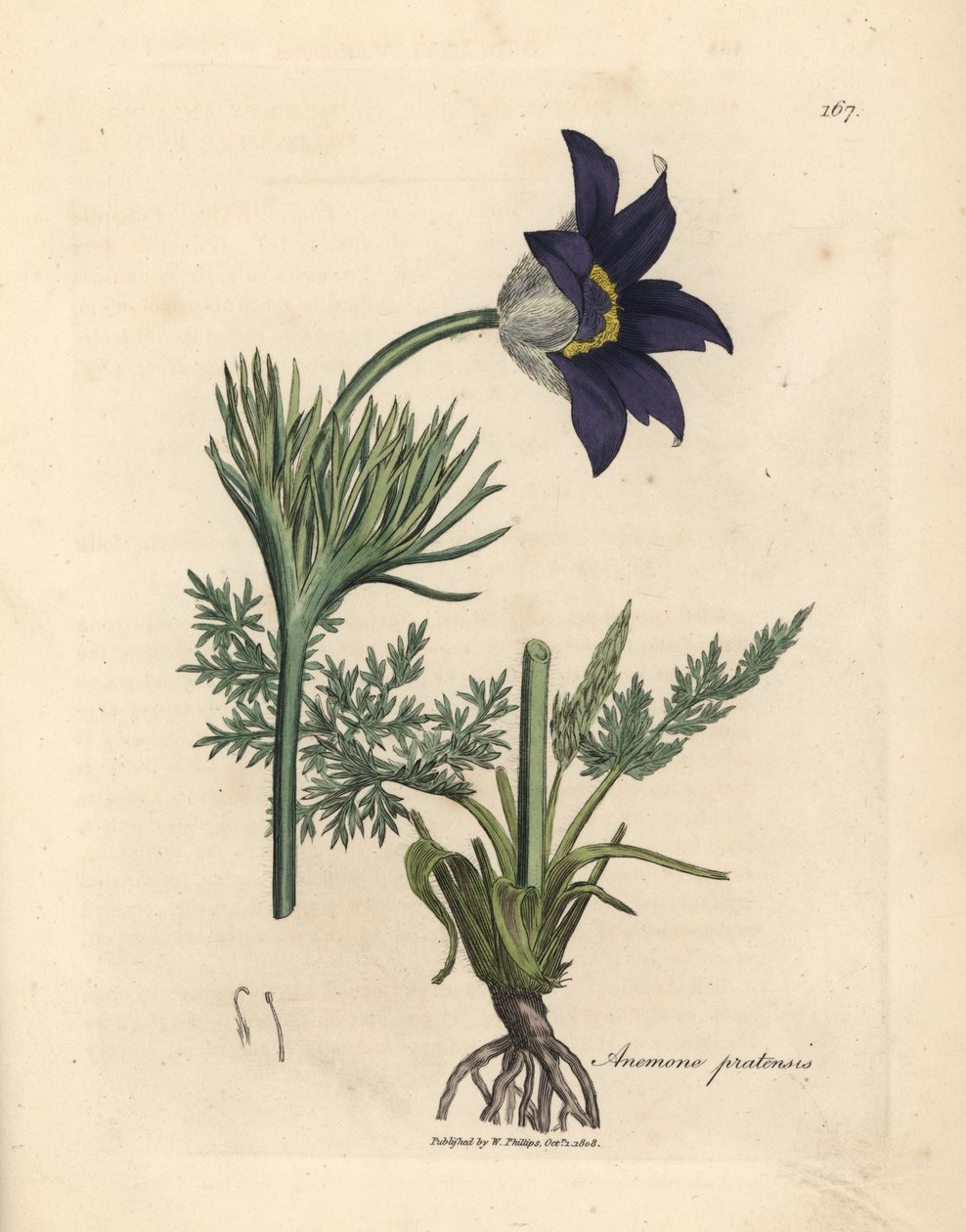 Mavi çiçekli çayır anemon veya pasque çiçek, Anemone pratensis by James Sowerby