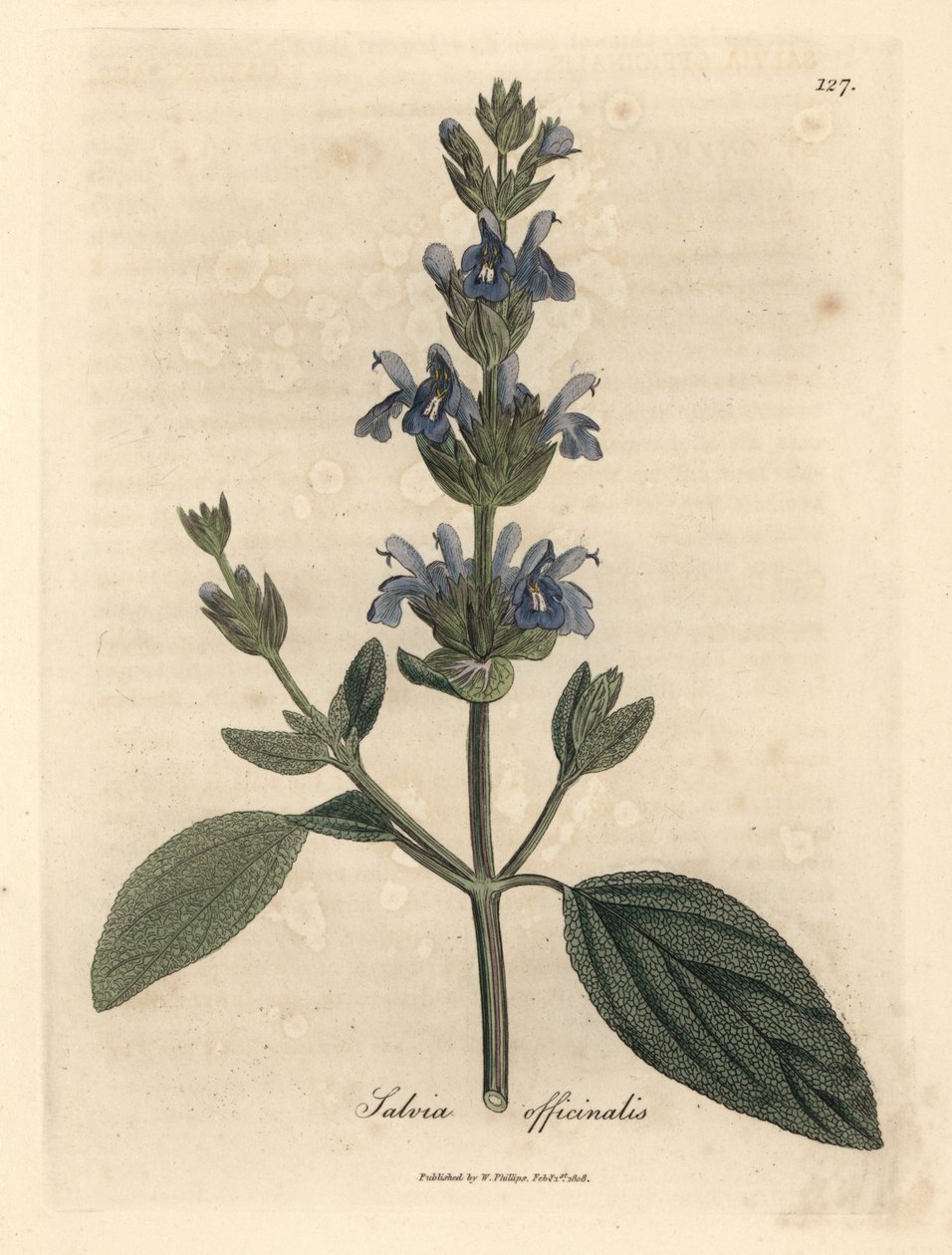 Mavi çiçekli adaçayı, Salvia officinalis by James Sowerby