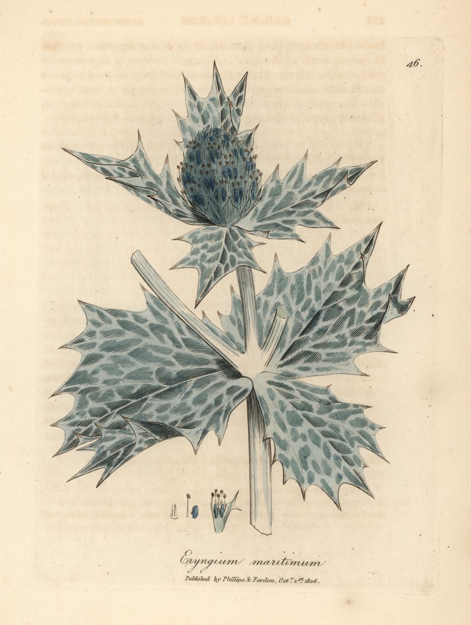 Mavi çiçekli deniz çobanpüskülü veya eryngo, Eryngium maritinum by James Sowerby
