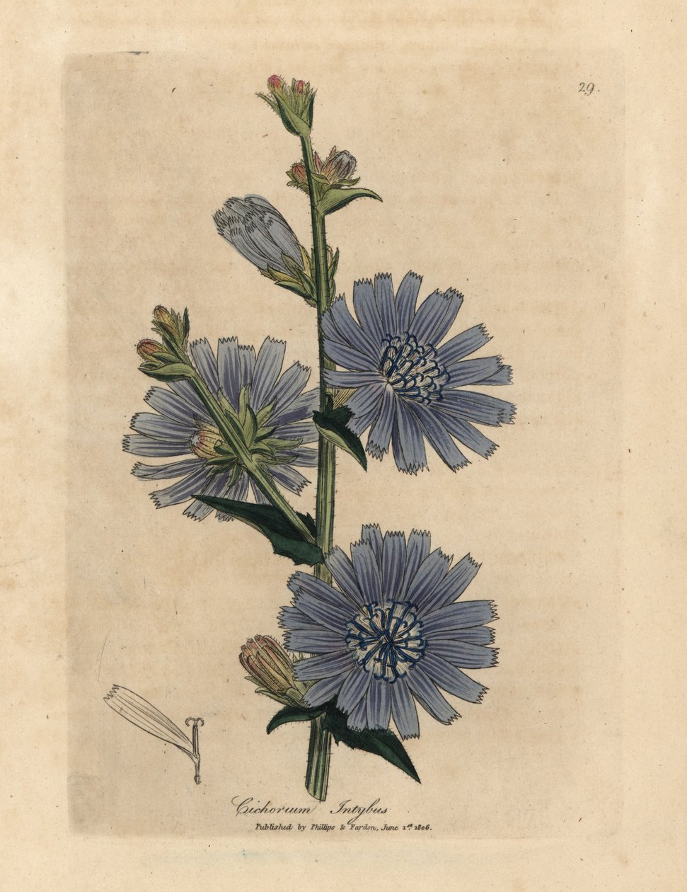 Mavi çiçekli yaban otu veya hindiba, Cichorium intybus by James Sowerby