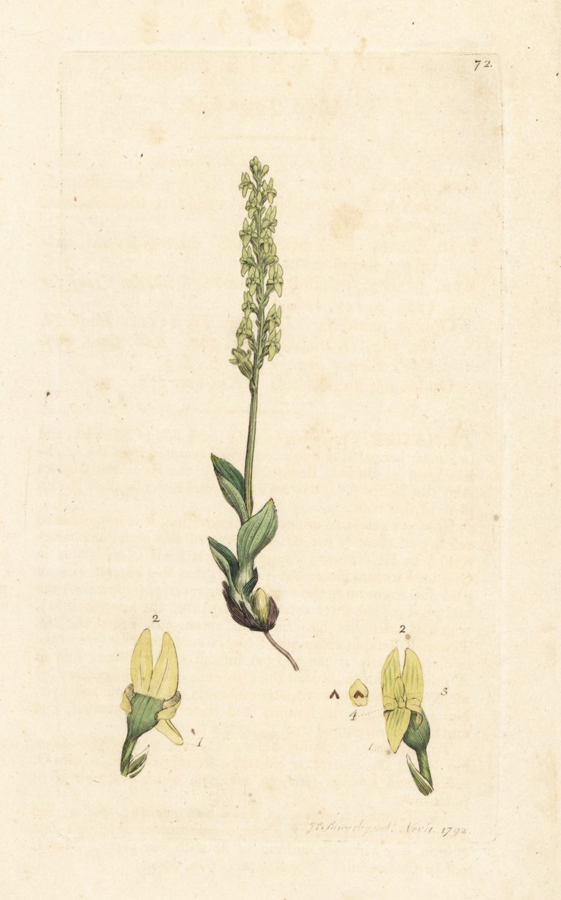 Bataklık orkidesi, Hammarbya paludosa (Bataklık tway-blade, Malaxis paludosa). James Smith's English Botany, Londra'dan James Sowerby tarafından yapılan bir illüstrasyondan sonra elle boyanmış bakır levha gravürü by James Sowerby