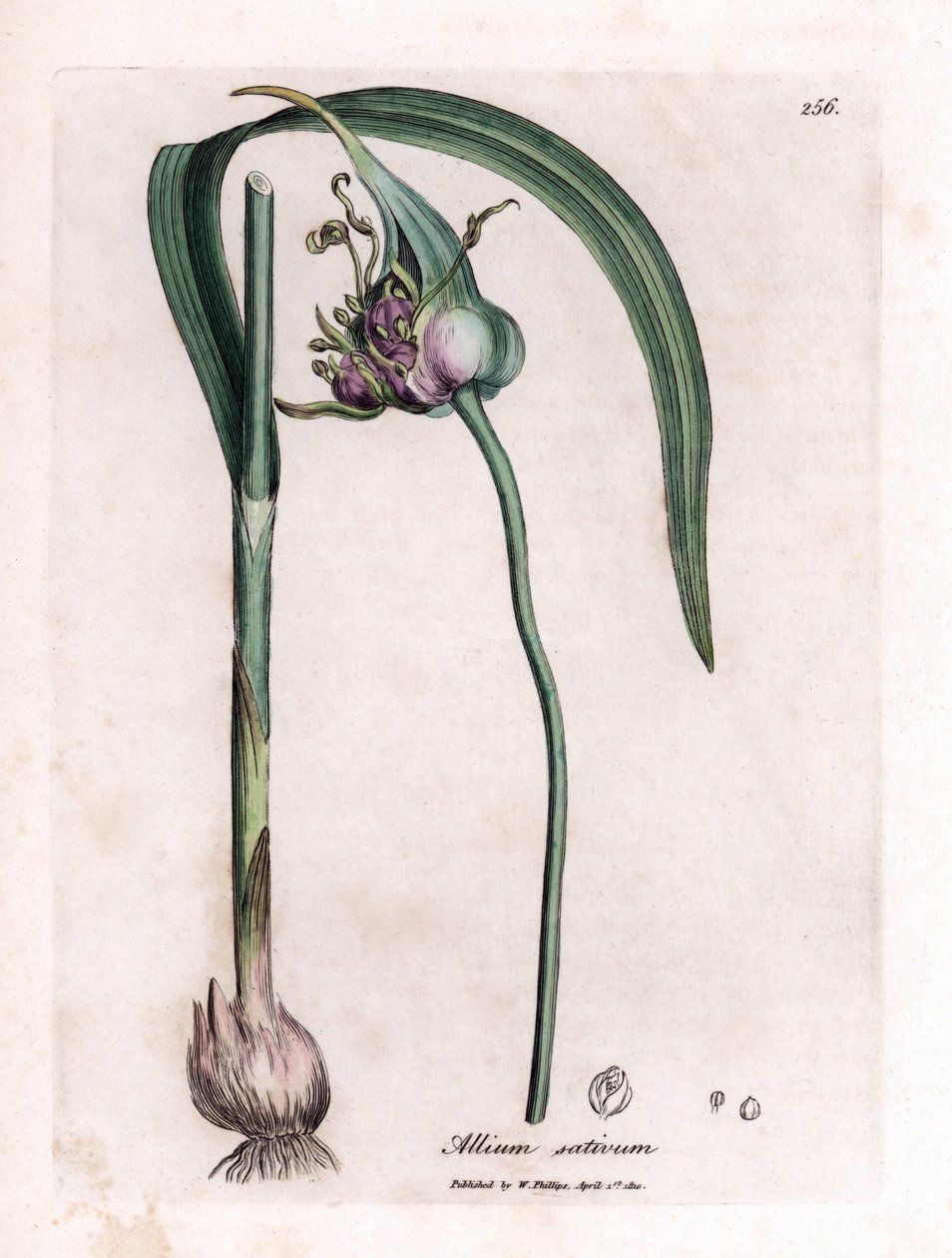 Botanik tahtası: Soğanı, yaprakları ve mor çiçekleri gösteren sarımsak (Allium sativum) yetiştirmek. James Sowerby'nin bir illüstrasyonundan elde boyanmış bakır gravür. William Woodville ve Sir William Jackson Hooker'ın kitabından alıntı "&quo by James Sowerby