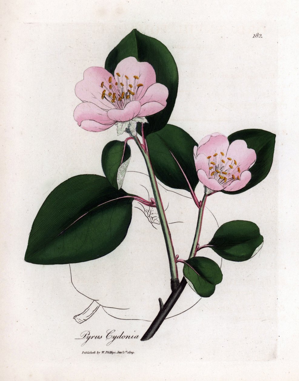Botanik kurulu: çiçekler ve ayva, Cognassier (Cydonia oblonga) meyvesi - Meyve ana hatlarıyla pembe çiçekli ayva ağacı, Pyrus cydonia. William Woodville ve Sir Wil'den James Sowerby'nin botanik bir illüstrasyonundan el yapımı bakır levha gravürü by James Sowerby