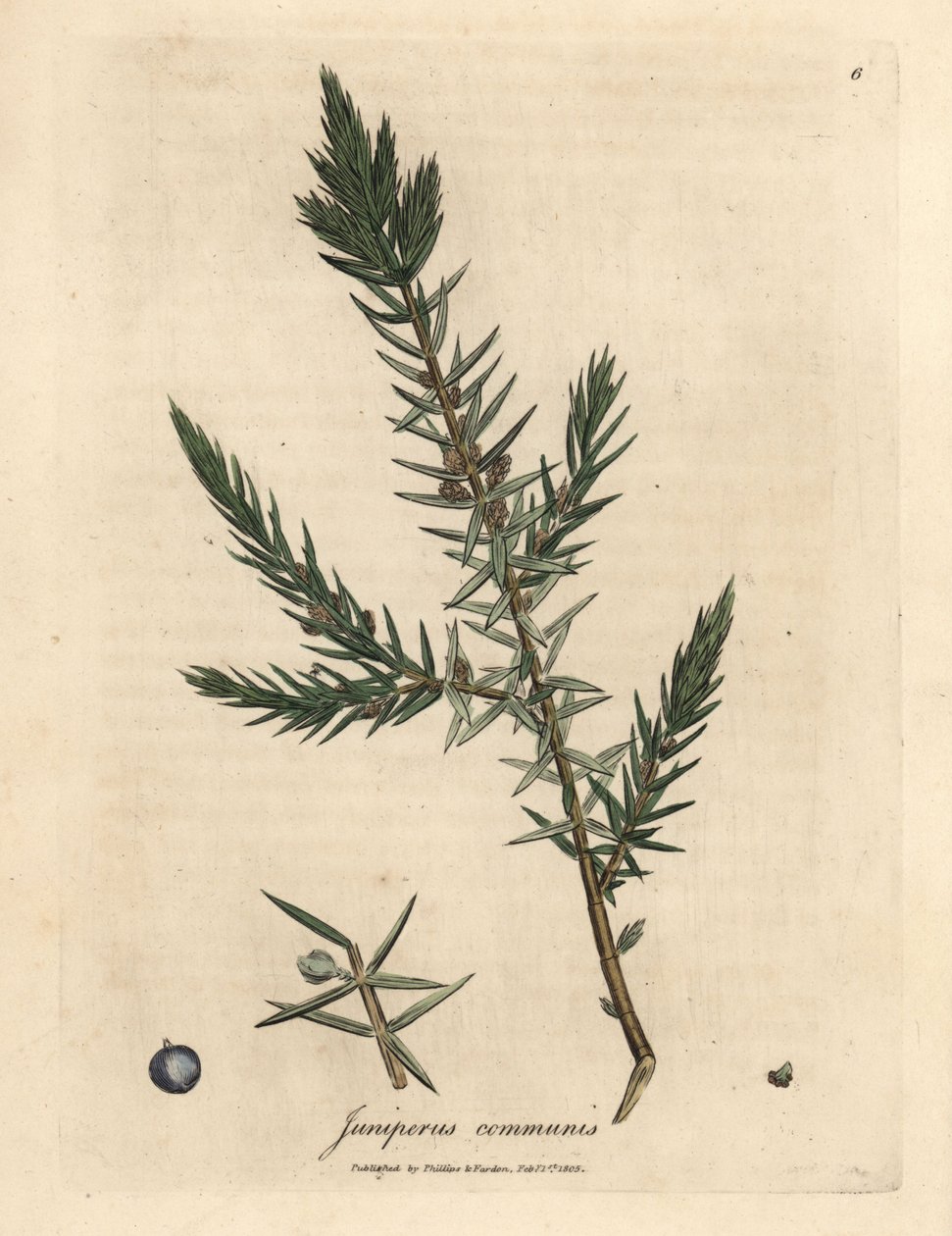 Ardıç dalı ve meyveleri, Juniperus communis by James Sowerby