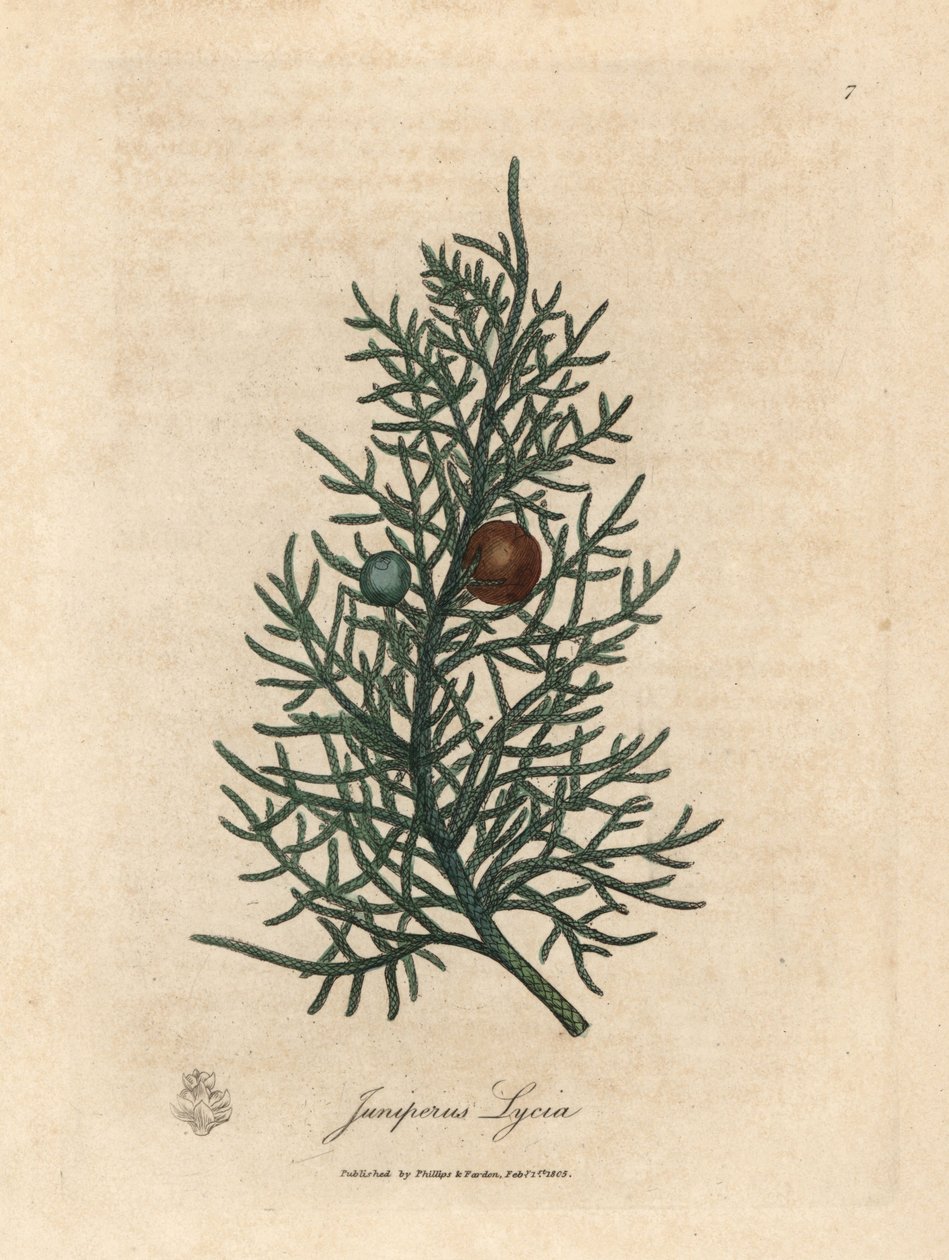 Sedir ağacının dalı ve meyveleri, Juniperus lycia by James Sowerby