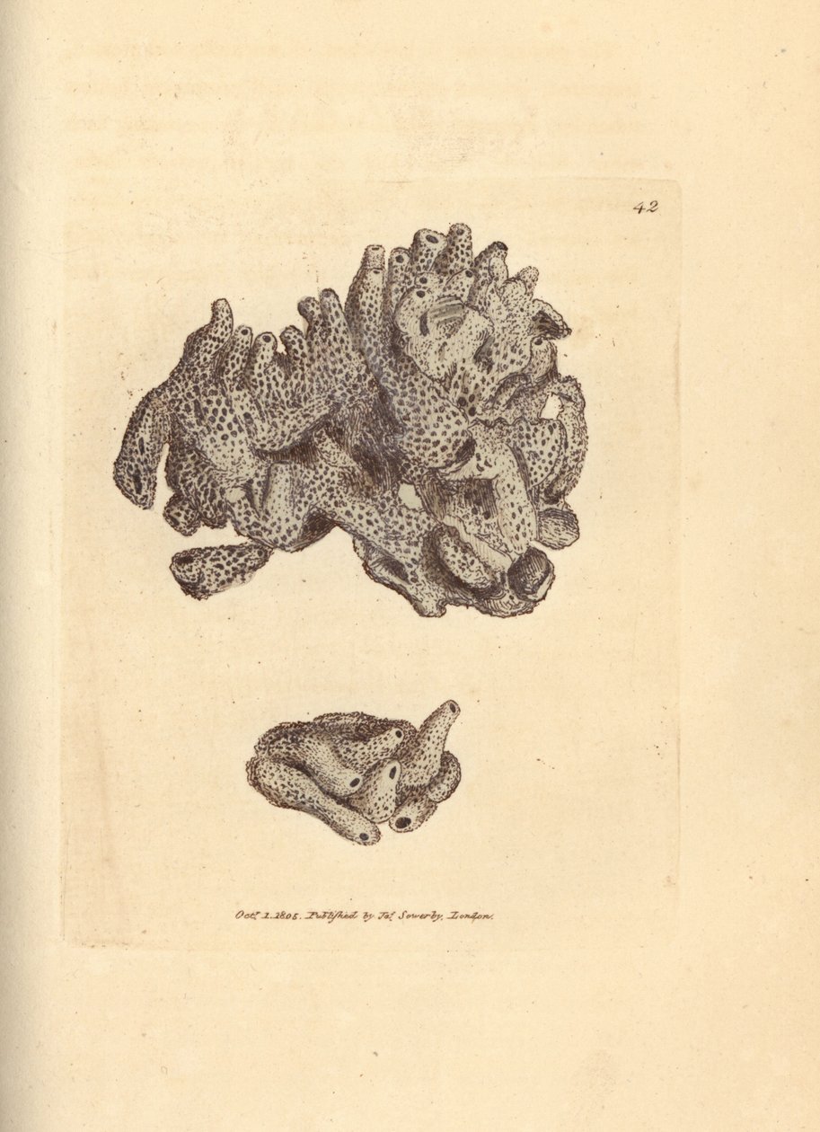Ekmek kırıntısı süngeri, Halichondria panikea (Kompakt tübüler sünger; Spongia compacta). The British Miscellany'den James Sowerby tarafından elle boyanmış bakır levha gravürü veya yeni, nadir veya az bilinen hayvan konularının renkli figürleri. by James Sowerby
