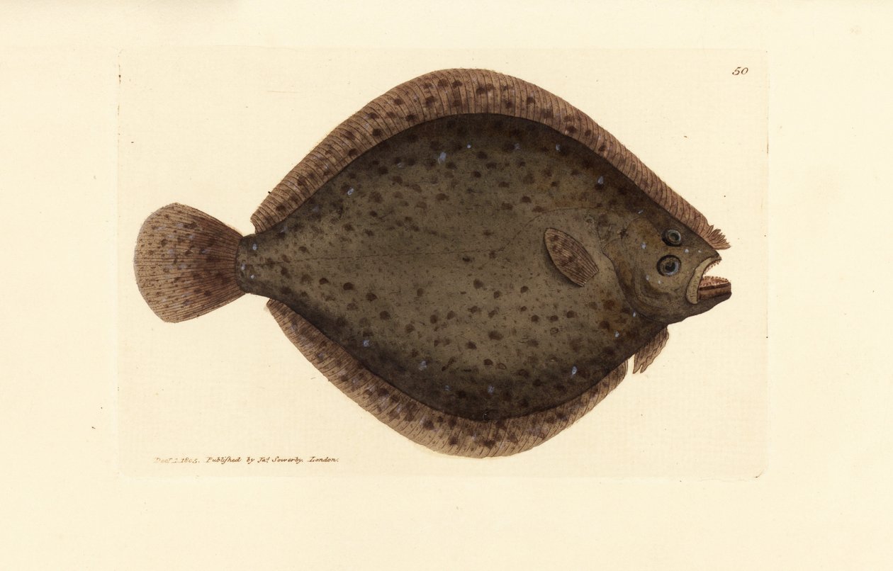 Brill veya uçurtma balığı, Scophthalmus rhombus (Pleuronectes rhombus). The British Miscellany'den James Sowerby tarafından elle boyanmış bakır levha gravürü veya yeni, nadir veya az bilinen hayvan konularının renkli figürleri. by James Sowerby