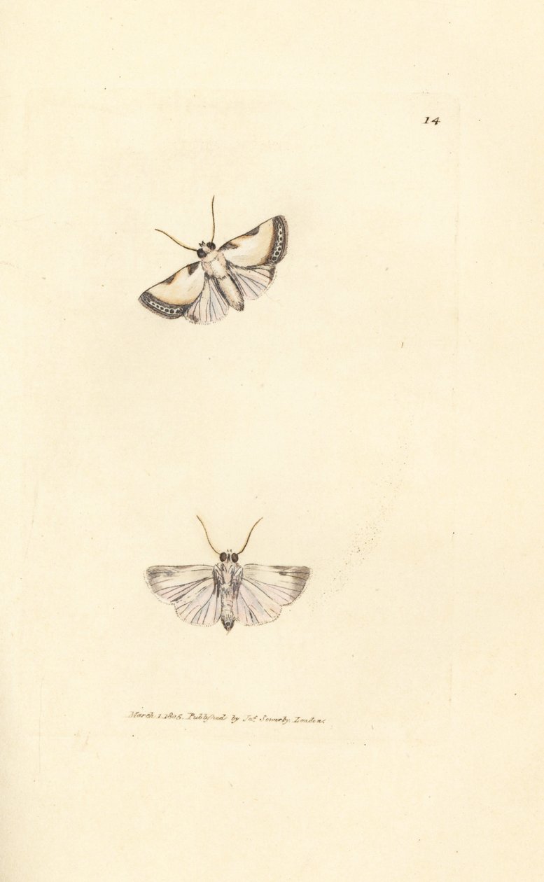 Brixton Güzellik, Acontia nitidula (Phalaena catena). The British Miscellany'den James Sowerby tarafından elle boyanmış bakır levha gravürü veya yeni, nadir veya az bilinen hayvan konularının renkli figürleri. by James Sowerby