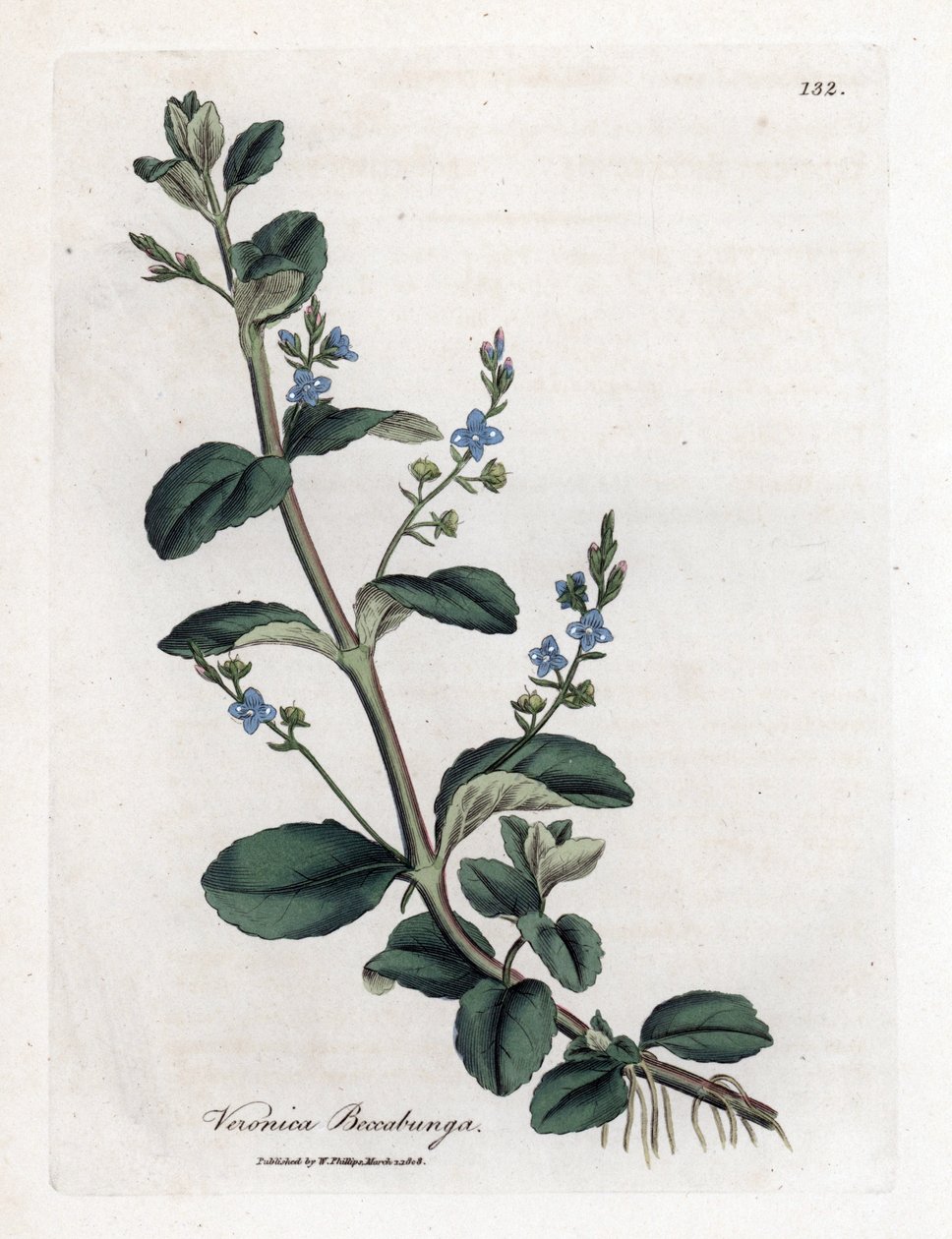 Brooklime Speedwell, Veronica Beccabunga. William Woodville'den James Sowerby ve Sir William Jackson Hooker'ın "" Medical Botany"," John Bohn, Londra'dan yaptığı bir botanik illüstrasyondan elle boyanmış bakır levha gravürü by James Sowerby