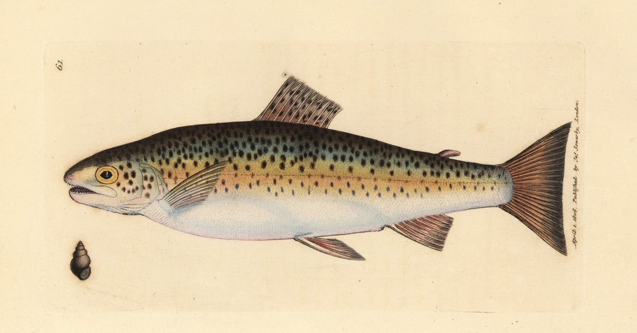 Kahverengi alabalık, Salmo trutta fario (Gillaroo alabalığı, Salmo fario). The British Miscellany'den James Sowerby tarafından elle boyanmış bakır levha gravürü veya yeni, nadir veya az bilinen hayvan konularının renkli figürleri. by James Sowerby