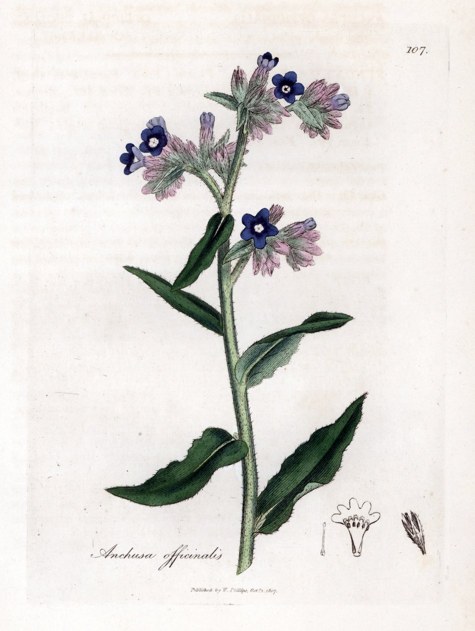 Bugloss officinale - Bugloss, Anchusa officinalis. William Woodville'den James Sowerby ve Sir William Jackson Hooker'ın "" Medical Botany"," John Bohn, Londra'dan yaptığı bir botanik illüstrasyondan elle boyanmış bakır levha by James Sowerby