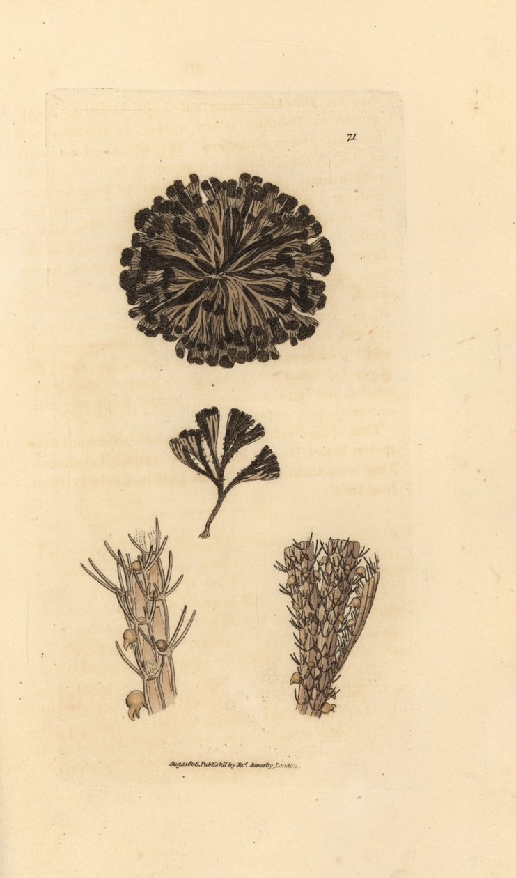 Bugulina avicularia (Flustra avicularis). The British Miscellany'den James Sowerby tarafından elle boyanmış bakır levha gravürü veya yeni, nadir veya az bilinen hayvan konularının renkli figürleri. by James Sowerby
