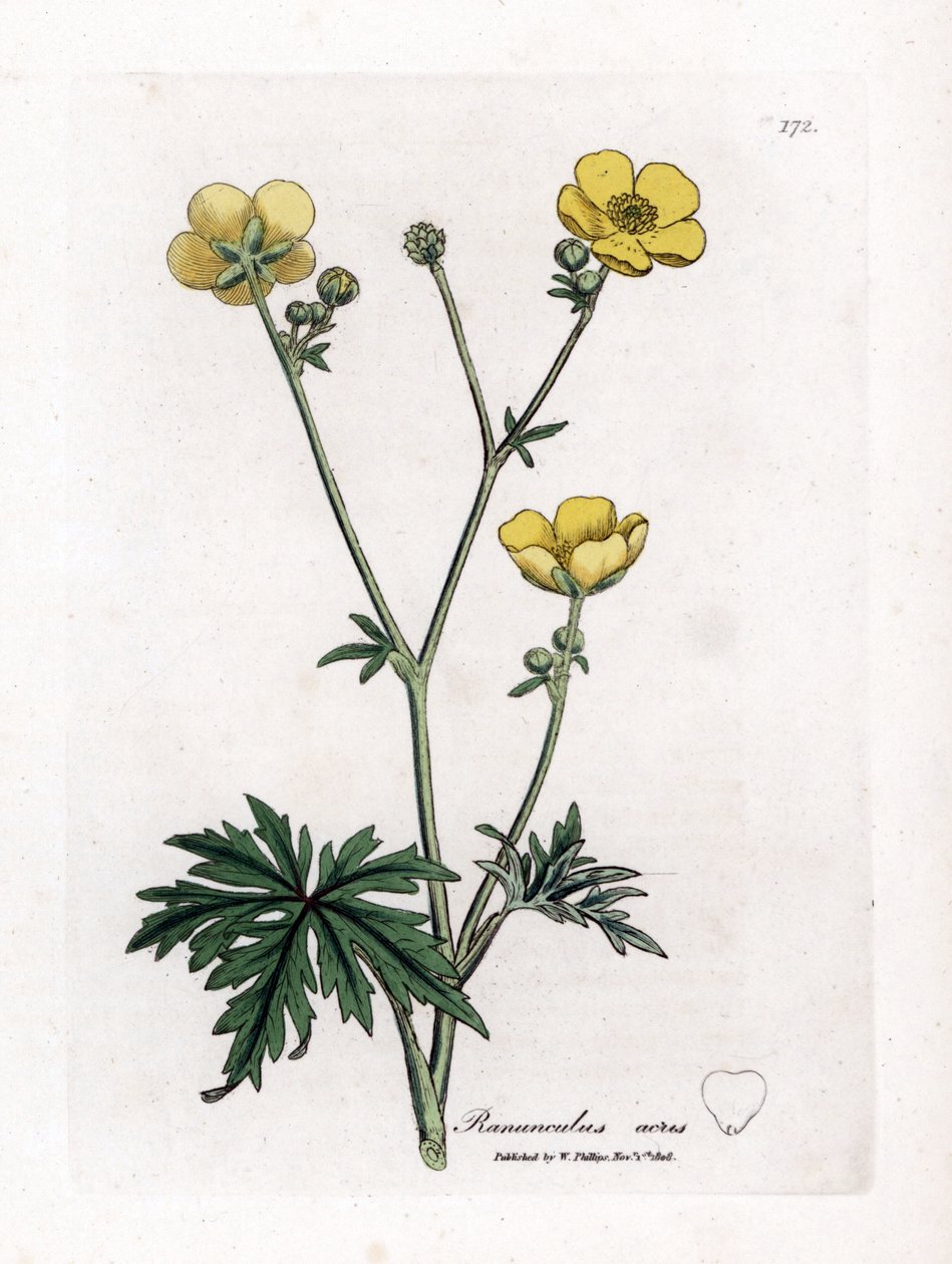 Buttercup veya Button d'Or - Çayır düğün çiçeği, Ranunculus acris. William Woodville'den James Sowerby ve Sir William Jackson Hooker'ın "" Medical Botany"," John Bohn, Londra'dan yaptığı bir botanik illüstrasyondan elle  by James Sowerby