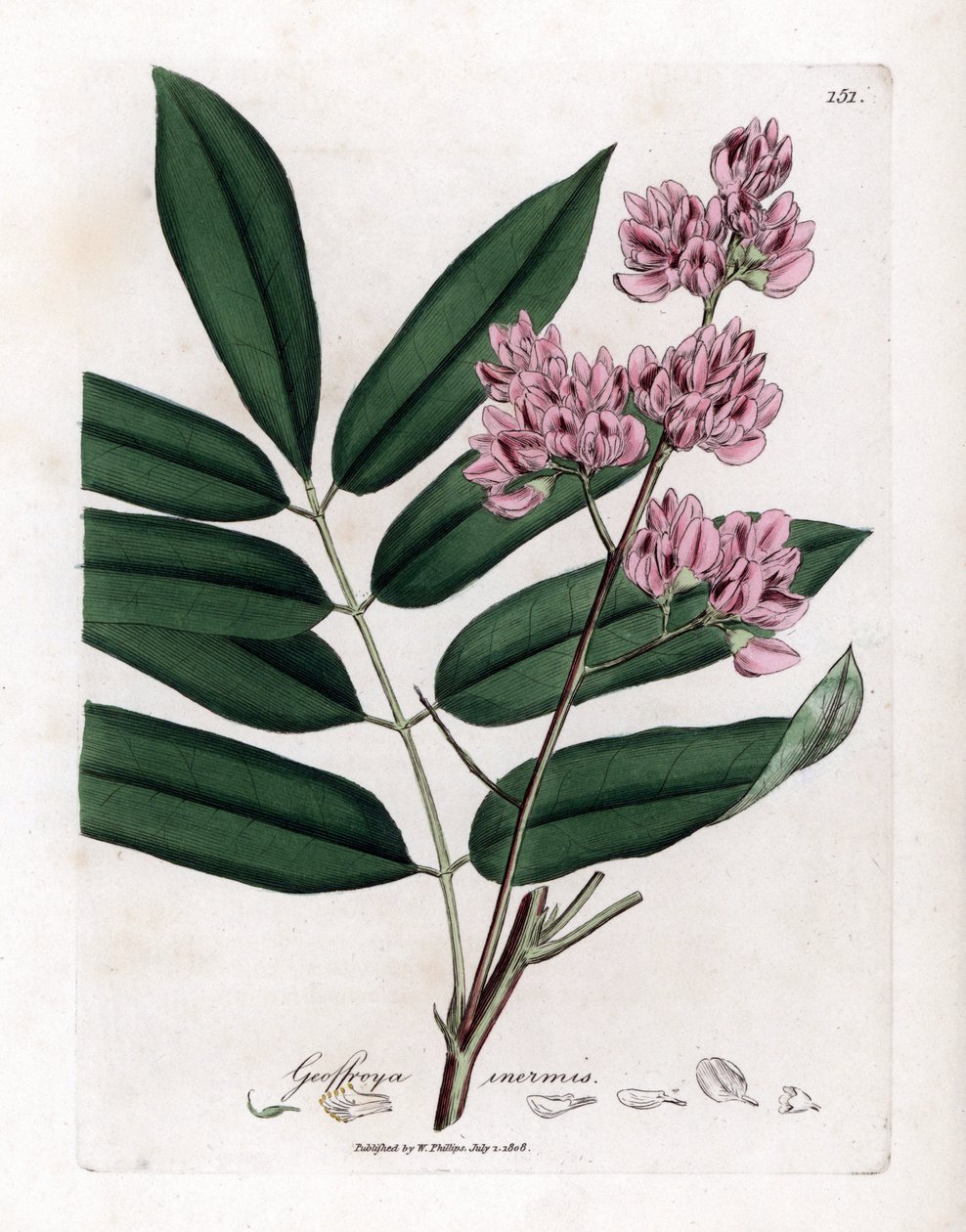 Lahana ağacı veya lahana kabuğu - Lahana ağacı, Andira inermis. William Woodville'den James Sowerby ve Sir William Jackson Hooker'ın "" Medical Botany"," John Bohn, Londra'dan yaptığı bir botanik illüstrasyondan elle boyanmı by James Sowerby