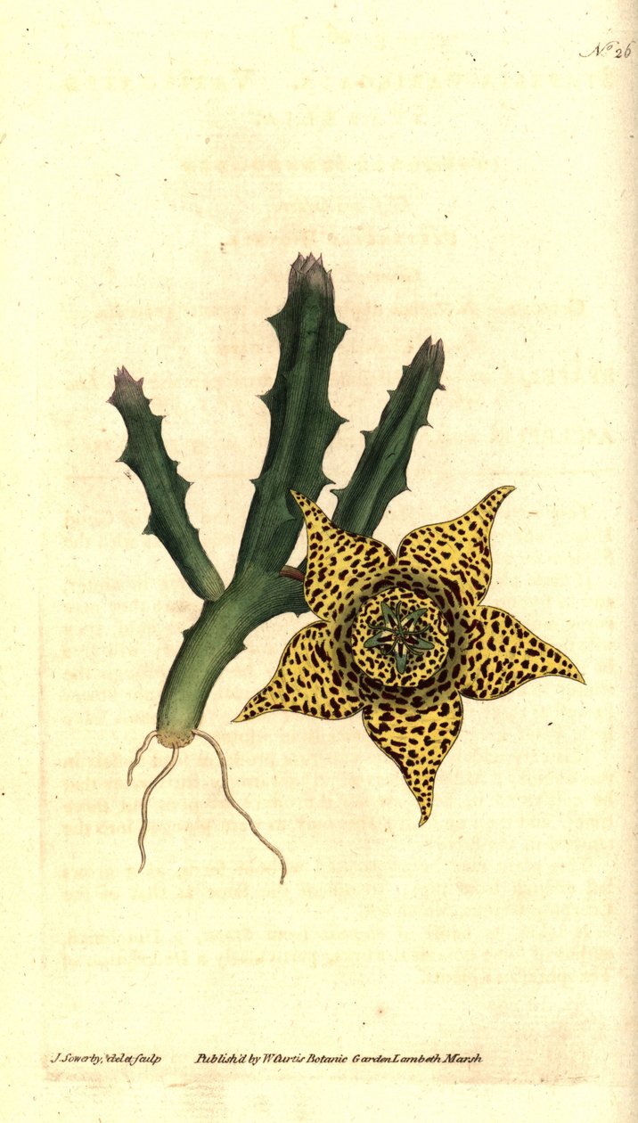 Kaktüs nişastası - Orbea variegata (Alacalı stapelia, Stapelia variegata). William Curtis'in The Botanical Magazine'den James Sowerby'nin el boyaması bakır levha gravürü ve botanik çizimi, Lambeth Marsh, Londra by James Sowerby