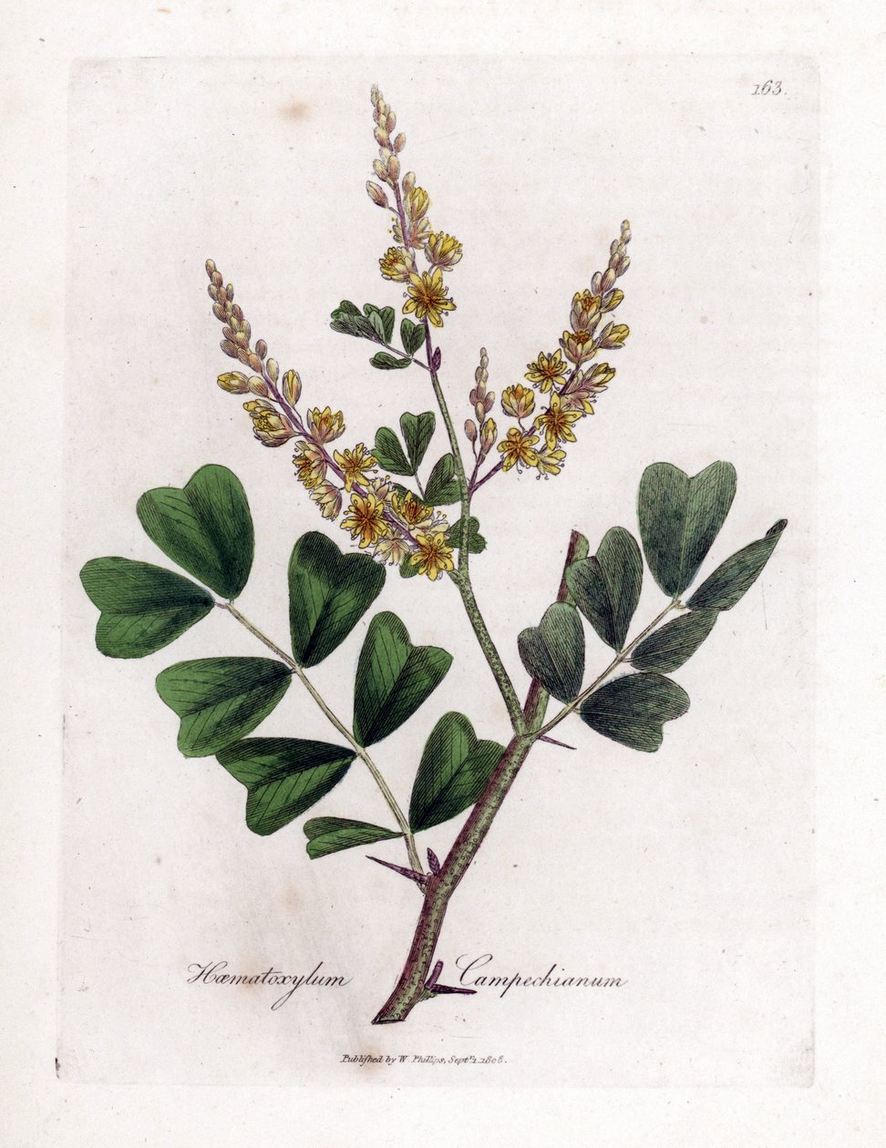 Campeche veya campeche ahşap - Logwood, Haematoxylum campechianum. William Woodville'den James Sowerby ve Sir William Jackson Hooker'ın "" Medical Botany"," John Bohn, Londra'dan yaptığı bir botanik illüstrasyondan elle boya by James Sowerby