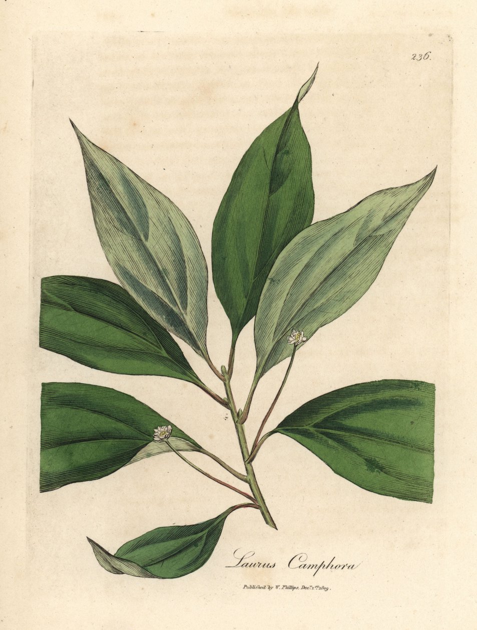 Kafur ağacı, Laurus camphora by James Sowerby