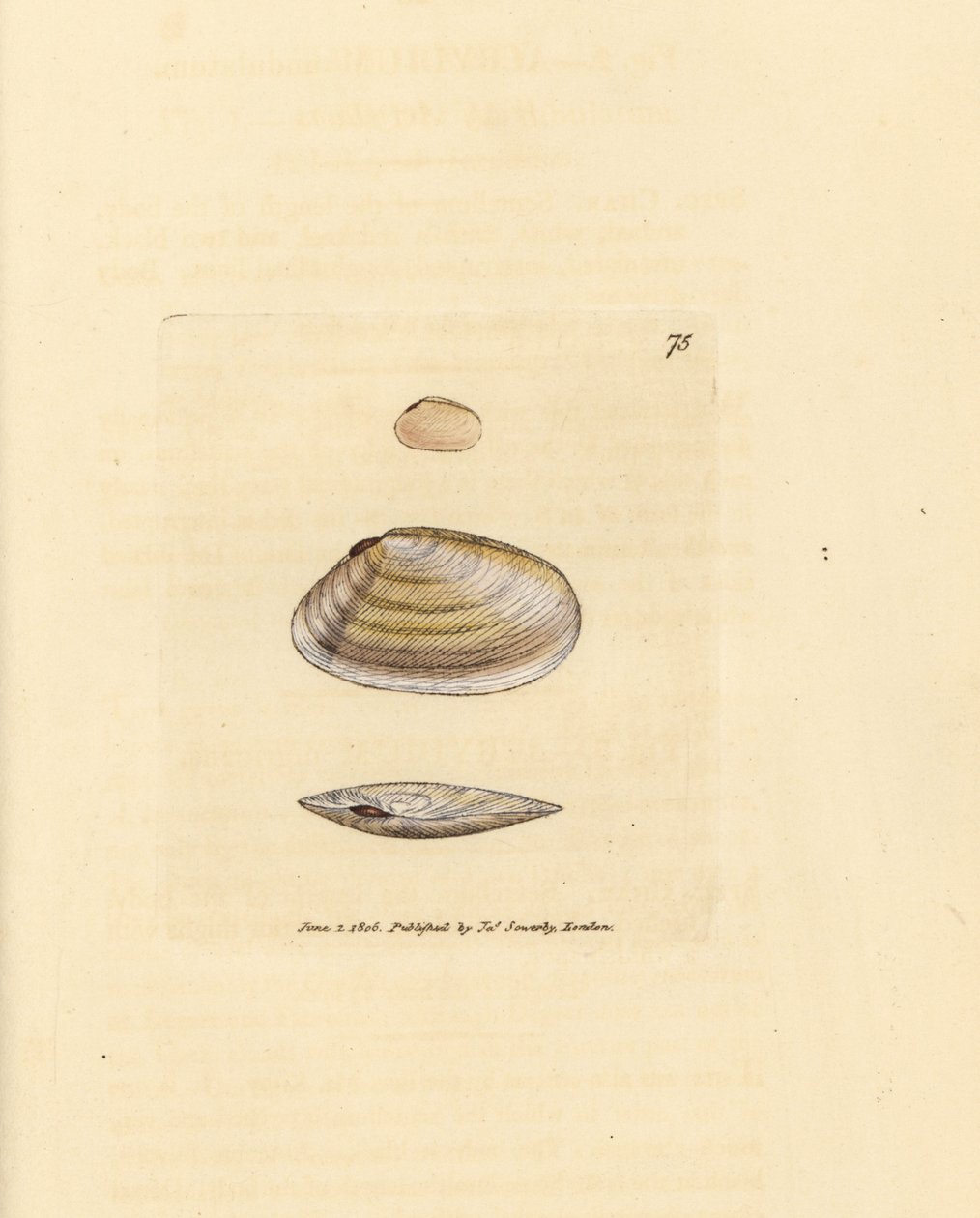 Candystick tellina kabuğu, Tellina similis. The British Miscellany'den James Sowerby tarafından elle boyanmış bakır levha gravürü veya yeni, nadir veya az bilinen hayvan konularının renkli figürleri. by James Sowerby