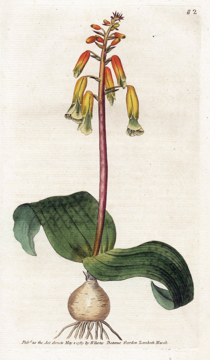 Cape Town Cuckoo - James Sowerby'nin (1757-1822) litografisi, William Curtis'in (1746-1799) Botanical Magazine'den levhası by James Sowerby