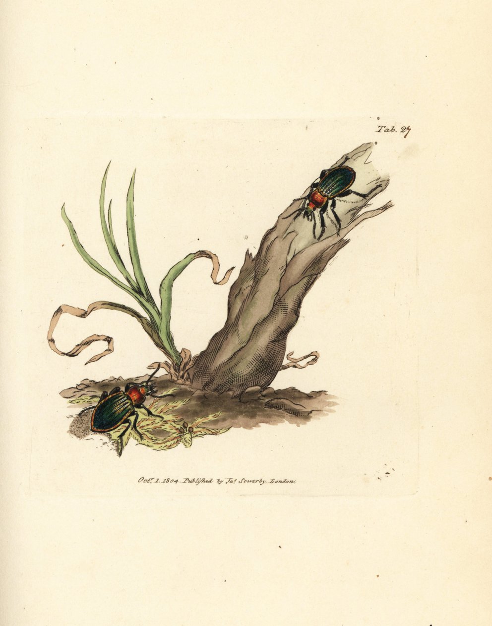 Carabus nitens böceği. The British Miscellany'den James Sowerby tarafından elle boyanmış bakır levha gravürü veya yeni, nadir veya az bilinen hayvan konularının renkli figürleri. by James Sowerby
