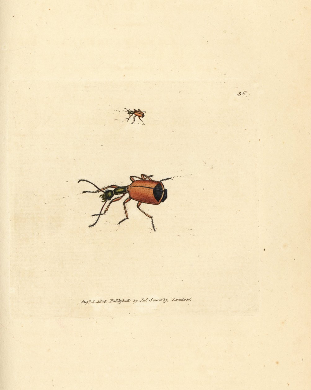 Carabus rotundicollis böceği. The British Miscellany'den James Sowerby tarafından elle boyanmış bakır levha gravürü veya yeni, nadir veya az bilinen hayvan konularının renkli figürleri. by James Sowerby