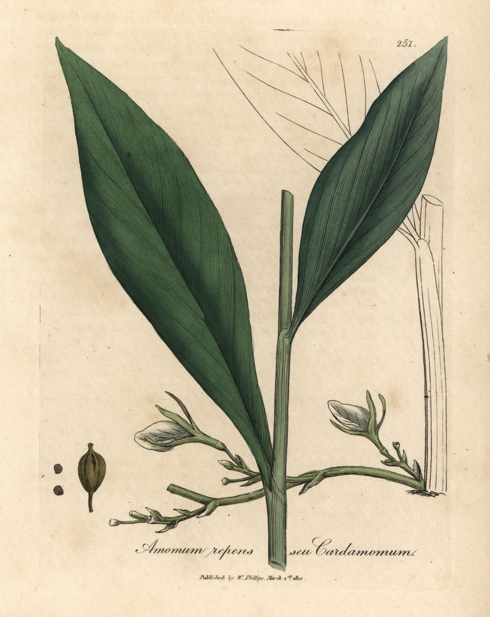 Kakule, Elettaria kakule by James Sowerby
