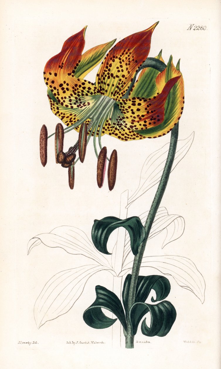 Carolina zambak - Carolina zambak, Lilium michauxii (Carolina martagon zambak, Lilium carolinianum). Samuel Curtis'in “” Botanical Magazine” Londra'sından James Sowerby'nin bir illüstrasyonundan sonra Weddell tarafından elle boyanmış bakır levh by James Sowerby
