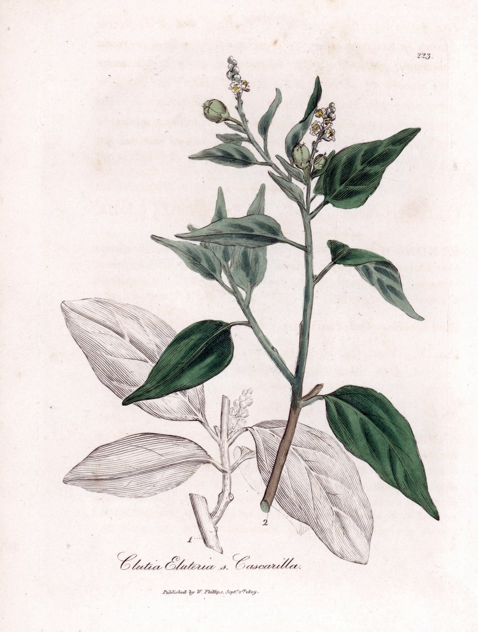 Cascarille officinale veya yumuşak veya sahte quinquina ağacı - Cascarilla, Croton (Clutia) eluteria. William Woodville'den James Sowerby'nin ve Sir William Jackson Hooker'ın “” Medical Botany,” John adlı eserinden bir botanik illüstrasyondan e by James Sowerby