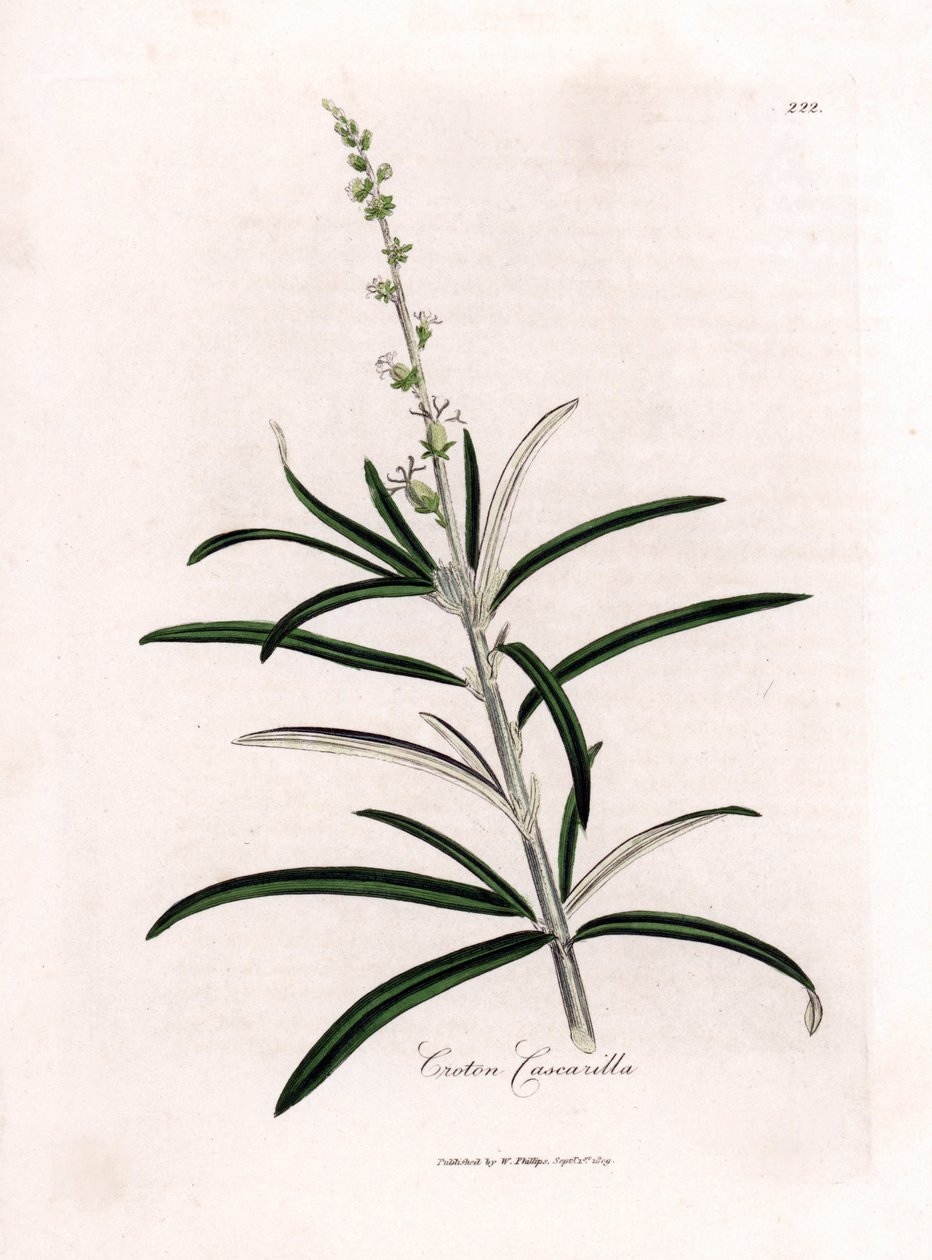 Cascarille officinale veya yumuşak ahşap veya sahte quinquina - Cascarilla, Croton eluteria. William Woodville'den James Sowerby ve Sir William Jackson Hooker'ın “” Medical Botany,” John Bohn, Lo adlı eserinden bir botanik illüstrasyondan elde boya by James Sowerby