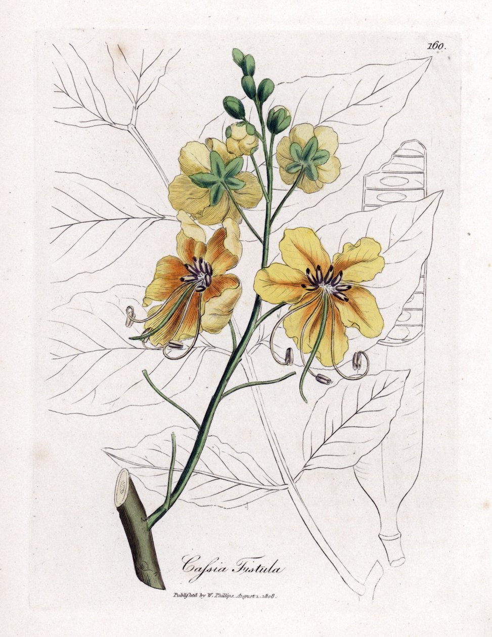 Sinameki, sahte sene, sahte keçiboynuzu ağacı, altın duş veya canefier - Altın duş ağacı, Sinameki fistülü. William Woodville'den James Sowerby ve Sir William Jackson Hooker'ın “” Medical Botany adlı kitabından bir botanik illüstrasyondan elde boya by James Sowerby