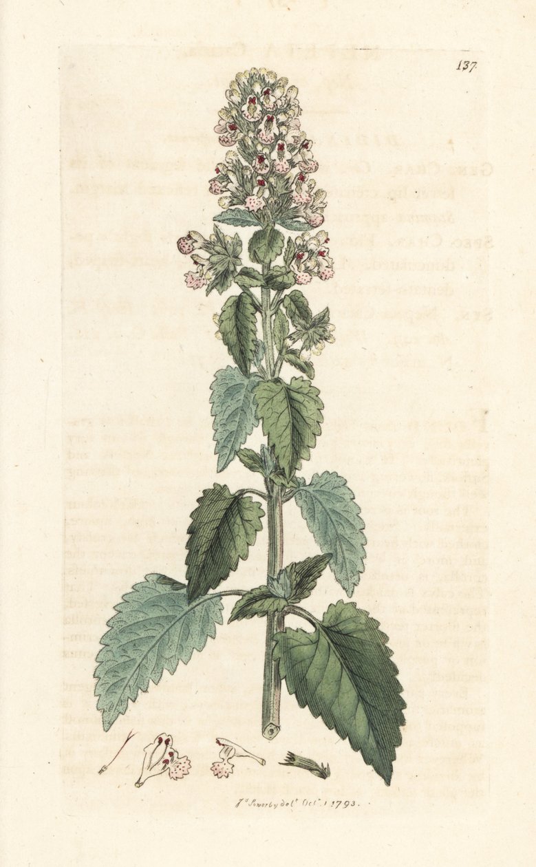Catnip, Nepeta cataria (cataire) James Smith's English Botany, Londra'dan James Sowerby tarafından yapılan bir illüstrasyondan sonra elle boyanmış bakır levha gravürü by James Sowerby