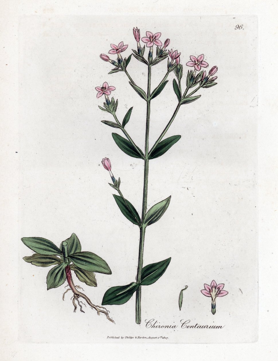 Centauree Chironia - Centaury, Chironia centaurium. William Woodville'den James Sowerby ve Sir William Jackson Hooker'ın "" Medical Botany"," John Bohn, Londra'dan yaptığı bir botanik illüstrasyondan elle boyanmış bakır levh by James Sowerby