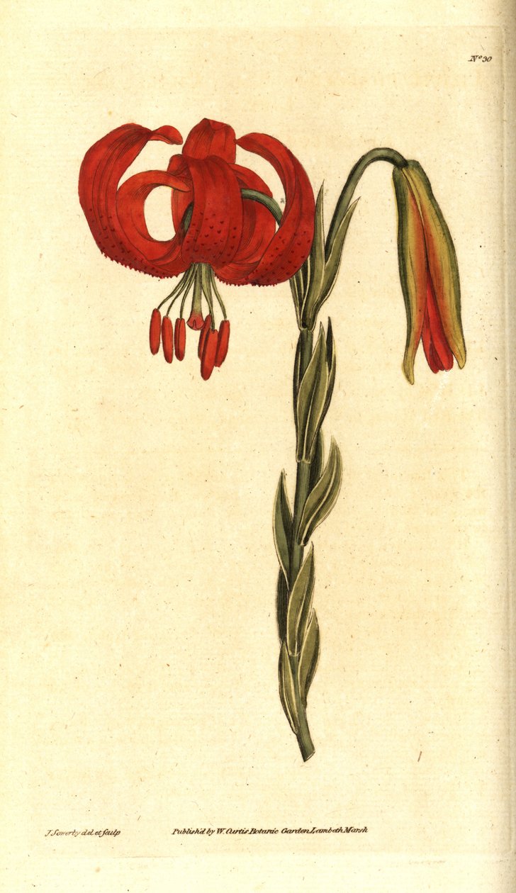 Chalcedonian zambak - Chalcedonian zambak, Lilium chalcedonicum. William Curtis'in The Botanical Magazine'den James Sowerby'nin el boyaması bakır levha gravürü ve botanik çizimi, Lambeth Marsh, Londra by James Sowerby