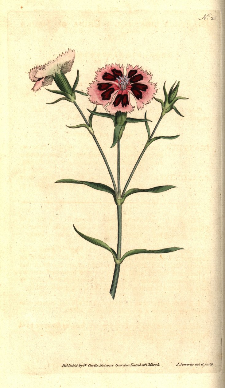 Çin karanfili - Çin pembesi veya Hint pembesi, Dianthus chinensis. William Curtis'in The Botanical Magazine'den James Sowerby'nin el boyaması bakır levha gravürü ve botanik çizimi, Lambeth Marsh, Londra by James Sowerby