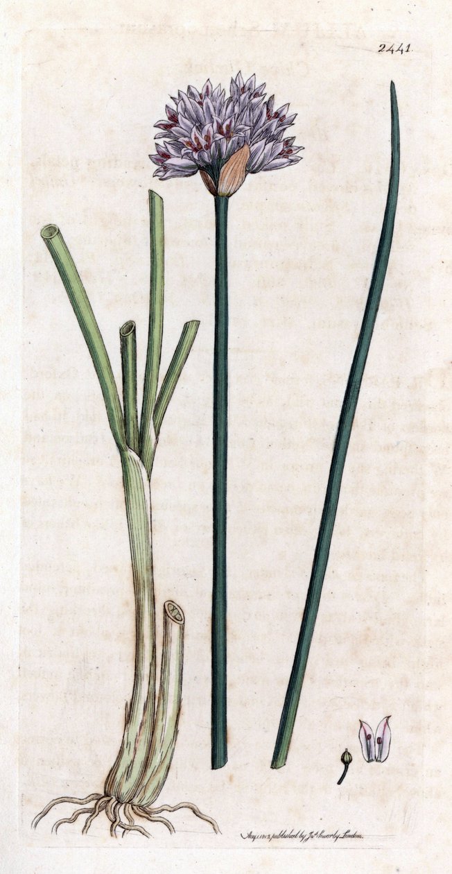 Frenk soğanı (Allium schoenoprasum). James Smith'in “İngiliz botanik” (1790-1814) kitabı için James Sowerby'nin botanik illüstrasyonundan elde boyanmış bakır gravür. Yorulmak bilmez Sowerby (1757-1822), Smith Mammoth "English Bot" için 25 by James Sowerby