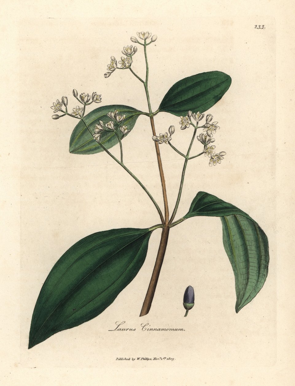 Tarçın ağacı, Laurus cinnamomum by James Sowerby
