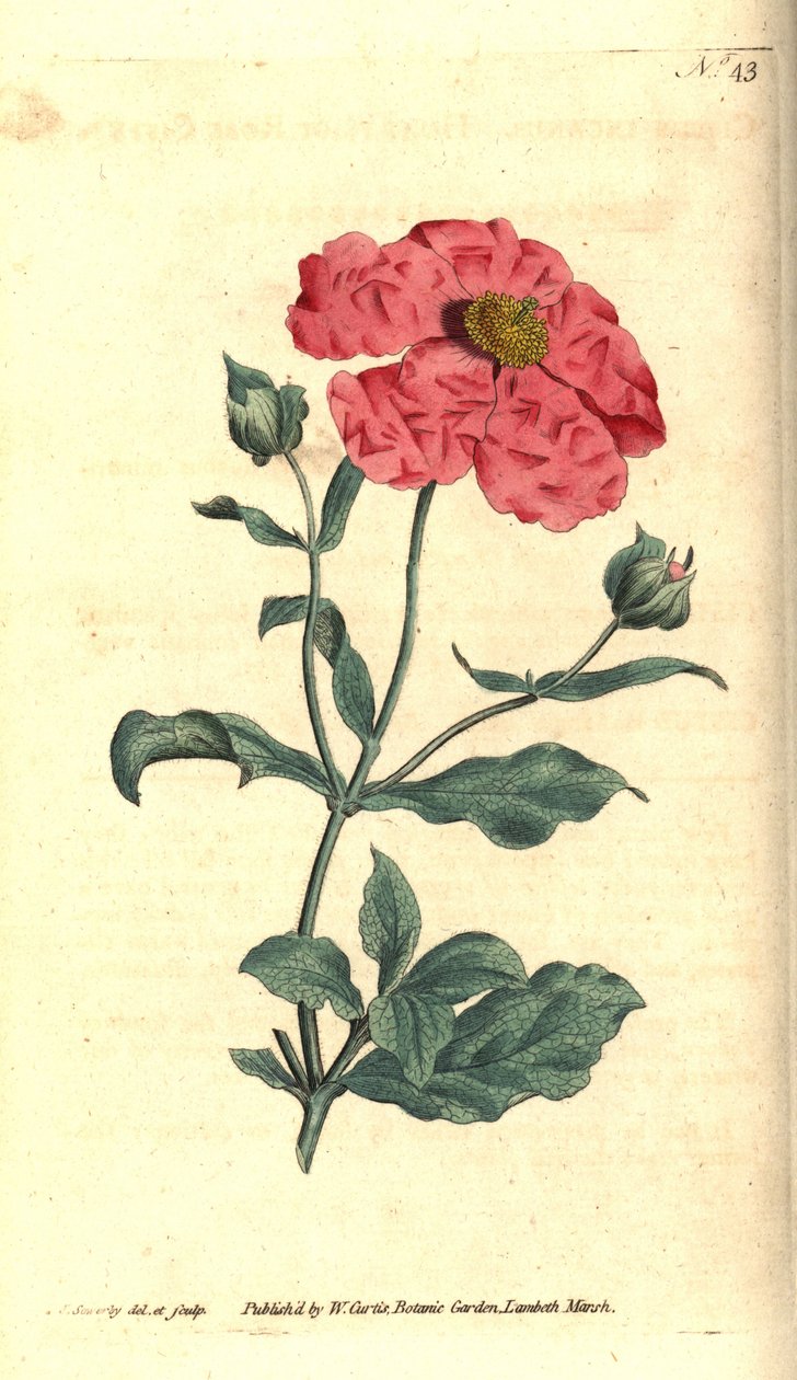 Cistus - Ağarmış cistus gül altın cistus, Cistus incanus. William Curtis'in The Botanical Magazine'den James Sowerby'nin el boyaması bakır levha gravürü ve botanik çizimi, Lambeth Marsh, Londra by James Sowerby