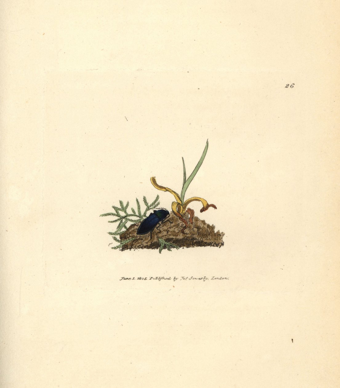 Tıkırtı böceği, Selatosomus aeneus (Elater cyaneus). The British Miscellany'den James Sowerby tarafından elle boyanmış bakır levha gravürü veya yeni, nadir veya az bilinen hayvan konularının renkli figürleri. by James Sowerby