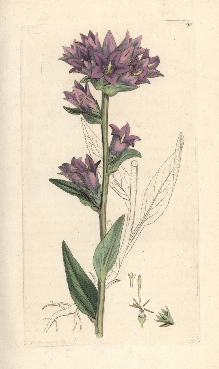 Küme çan çiçeği, Campanula glomerata (Campanule agglomeree) James Smith's English Botany, Londra'dan James Sowerby tarafından yapılmış bir illüstrasyondan sonra elle boyanmış bakır levha gravürü by James Sowerby