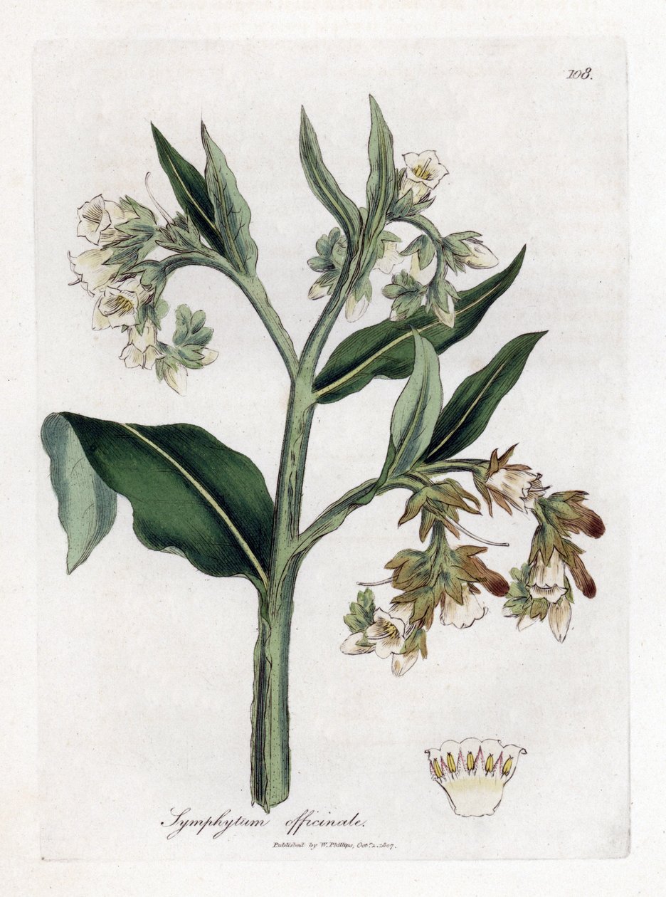 Karakafes - Karakafes, Symphytum officinale. William Woodville'den James Sowerby ve Sir William Jackson Hooker'ın "" Medical Botany"," John Bohn, Londra'dan yaptığı bir botanik illüstrasyondan elle boyanmış bakır levha gravü by James Sowerby