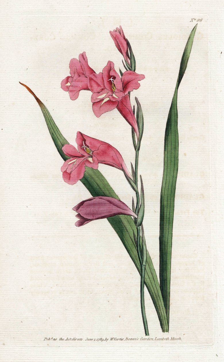 Common Glaieul - James Sowerby'nin (1757-1822) Litografisi, William Curtis'in (1746-1799) Botanical Magazine'den by James Sowerby