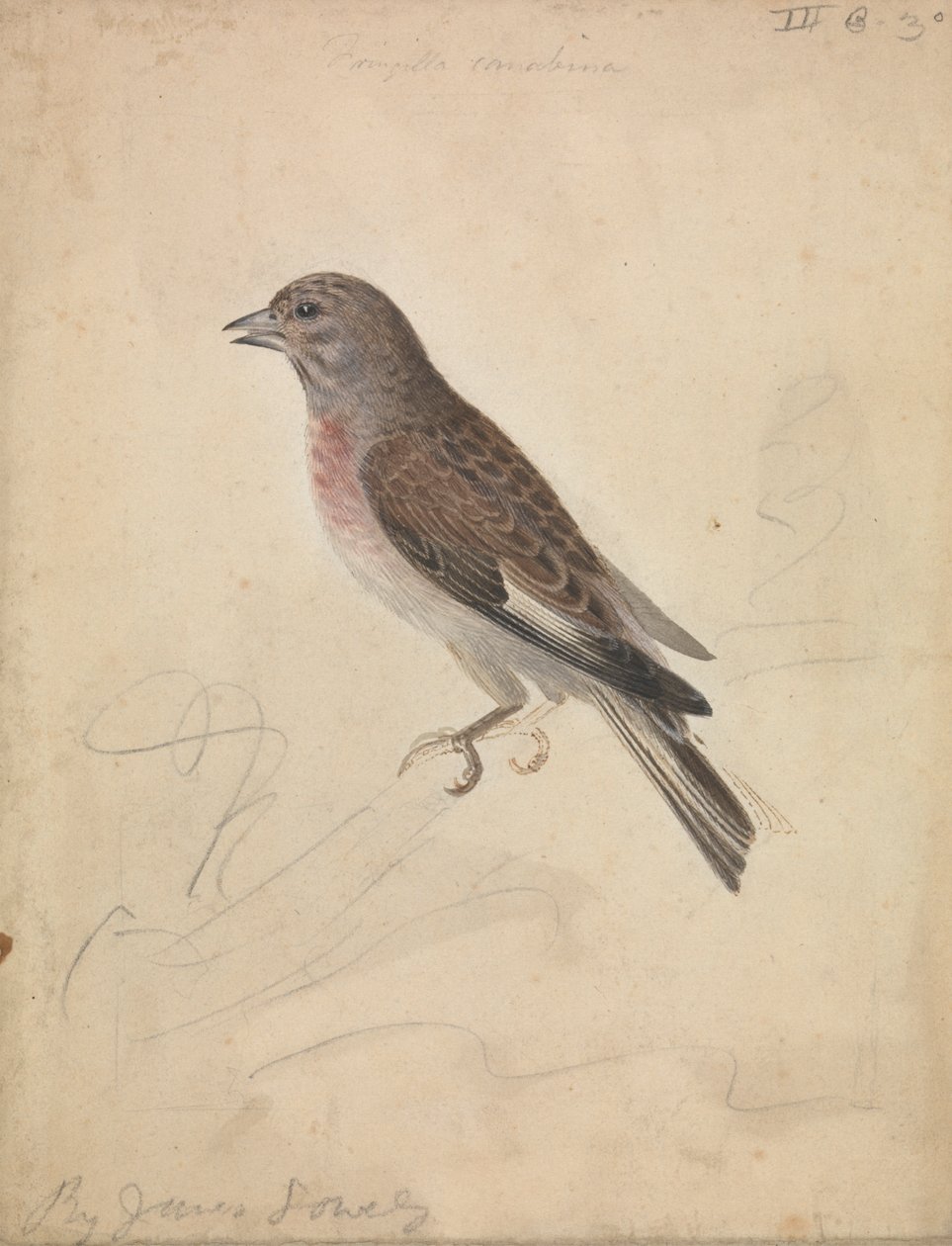 ortak Linnet by James Sowerby