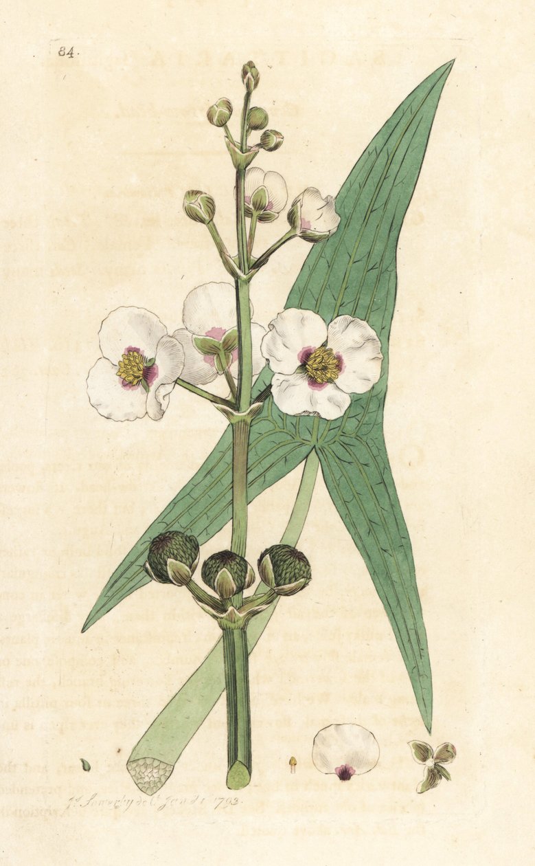 Yaygın ok ucu, Sagittaria sagittifolia (yay) James Smith'in İngiliz Botany'sinden James Sowerby'nin bir çiziminden sonra el ile boyanmış bakır levha gravürü, Londra by James Sowerby
