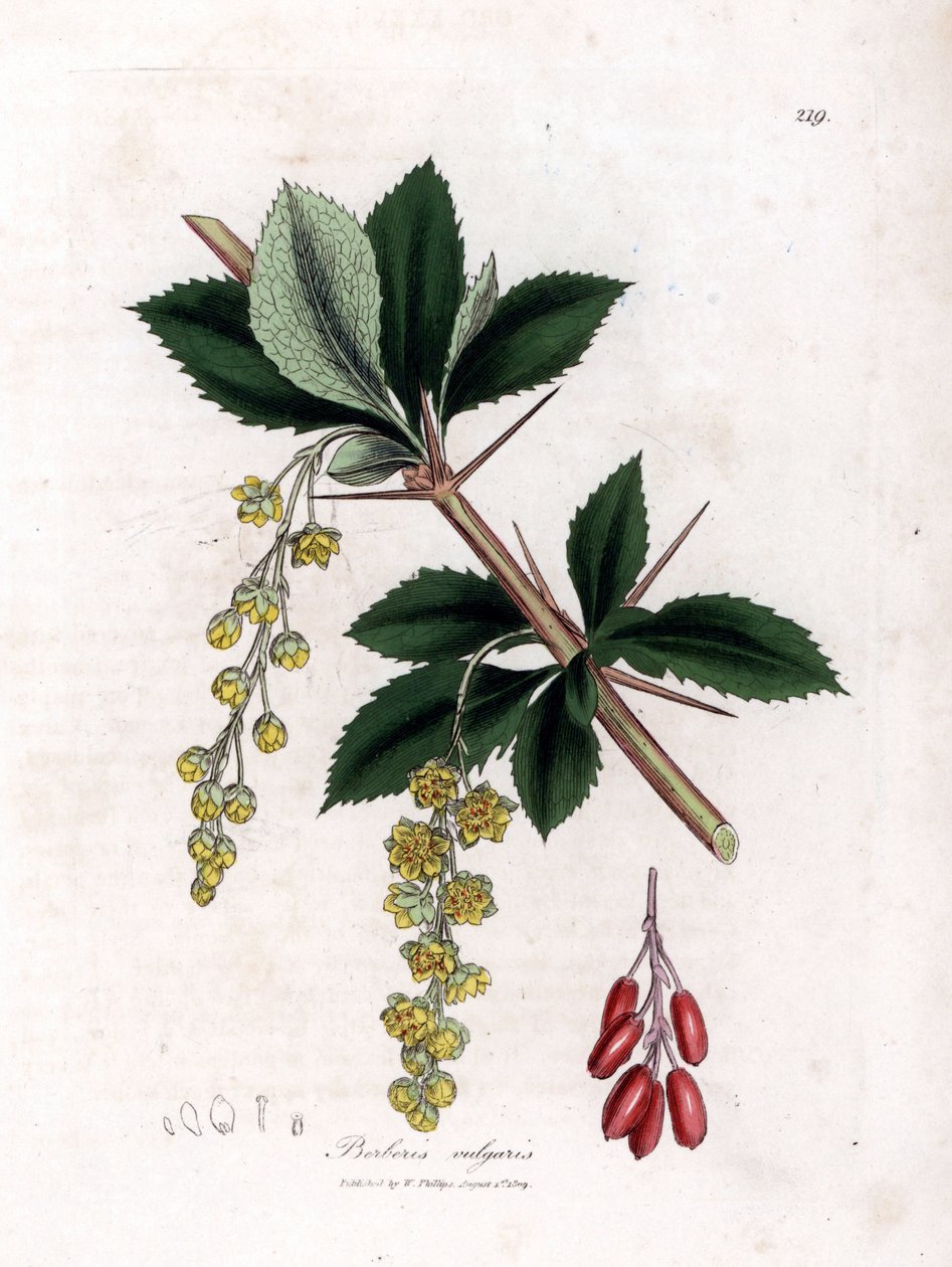 Adi kızamık - Adi kızamık, Berberis vulgaris. William Woodville'den James Sowerby ve Sir William Jackson Hooker'ın “” Medical Botany,” John Bohn, Londra'dan yaptığı bir botanik illüstrasyondan elle boyanmış bakır levha gravürü by James Sowerby