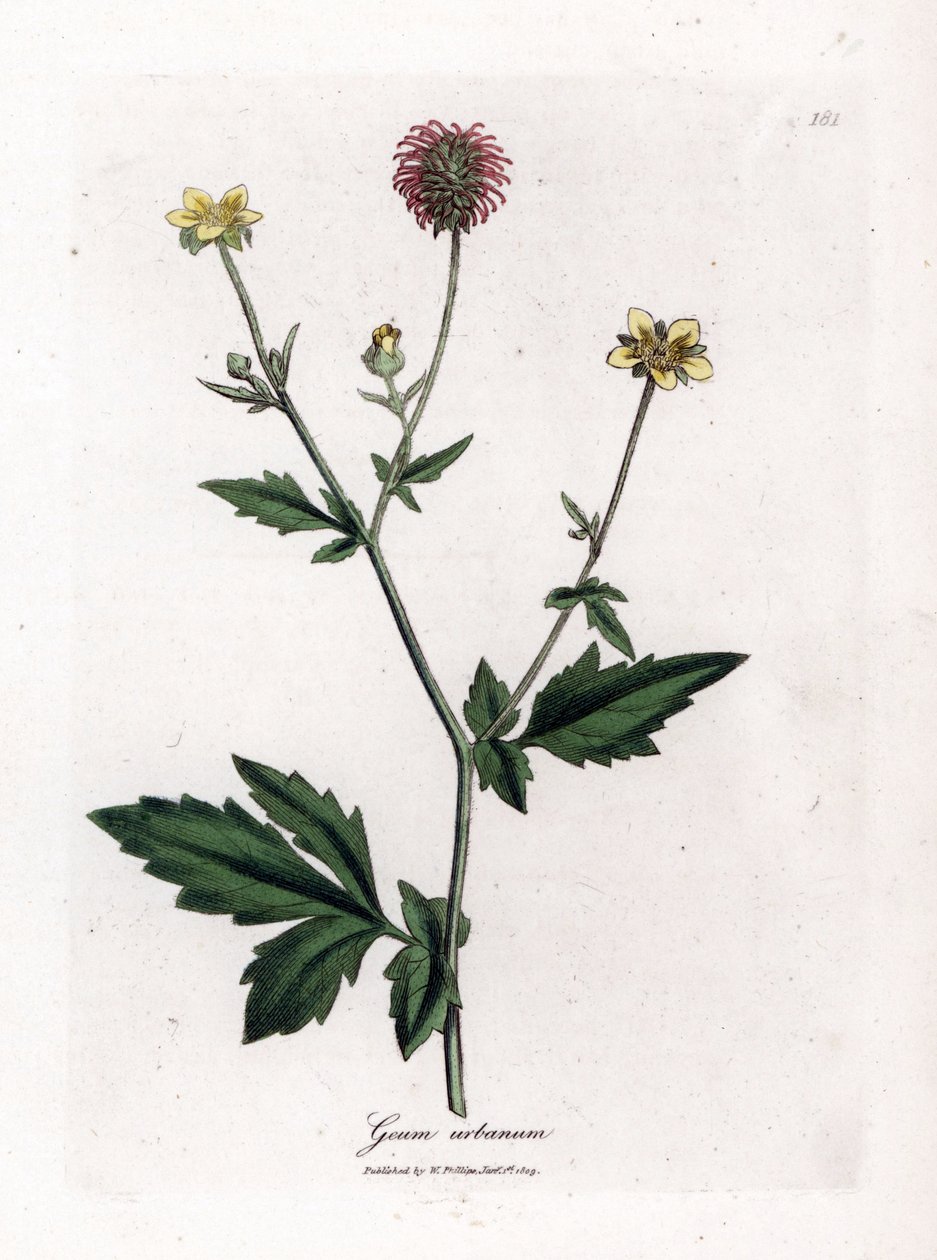Saint Benoit - Wood avens, Geum urbanum'un ortak benoit veya otu. William Woodville'den James Sowerby ve Sir William Jackson Hooker'ın "" Medical Botany"," John Bohn, Londra'dan yaptığı bir botanik illüstrasyondan elle b by James Sowerby